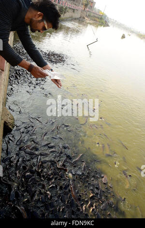 Ajmer, India. 31st Jan, 2016. A man feeds catfishes in Gundalao lake Kishangarh. © Shaukat Ahmed/Pacific Press/Alamy Live News Stock Photo