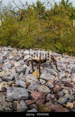 Male tarantula, Aphonopelma sp. in Chihuahuan Desert in Organ Mountains–Desert Peaks National Monument, New Mexico, USA Stock Photo