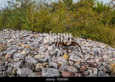 Male tarantula, Aphonopelma sp. in Chihuahuan Desert in Organ Mountains–Desert Peaks National Monument, New Mexico, USA Stock Photo