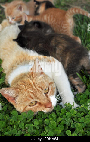 Momma cat nursing litter of kitten Stock Photo