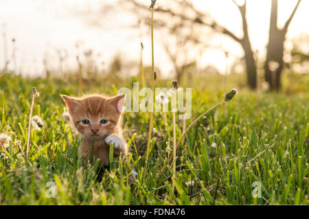 Kitten in tall grass