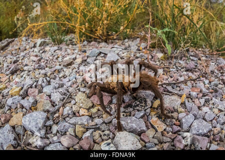 Male tarantula, Aphonopelma sp. in Chihuahuan Desert in Organ Mountains–Desert Peaks National Monument, New Mexico, USA Stock Photo