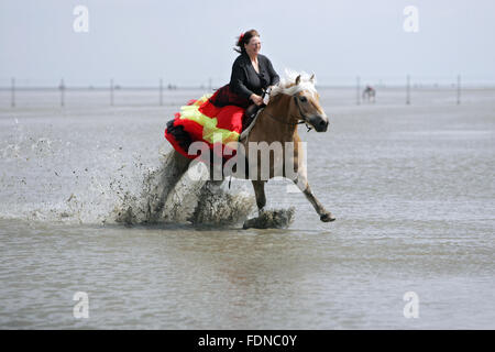 Cuxhaven, Germany, woman with skirt gallops on her Haflinger through the mud Stock Photo