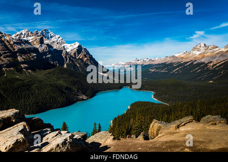 Vibrant Blue Peyto Lake from Bow summit Banff National Park, Alberta Canada Stock Photo