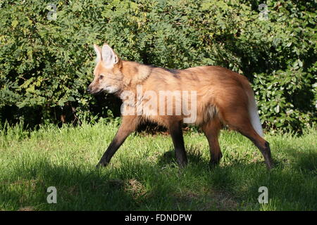 South American Maned wolf (Chrysocyon brachyurus) walking through the grass Stock Photo