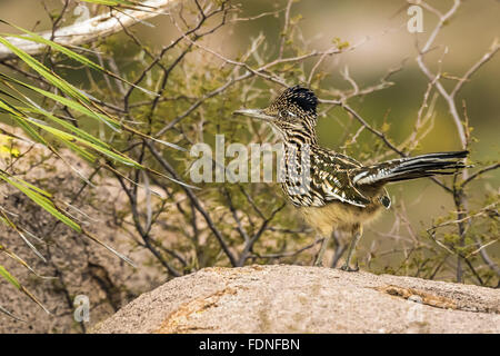 Greater Roadrunner, Geococcyx californianus, foraging in Aguirre Spring Campground in the Organ Mountains, New Mexico, USA Stock Photo