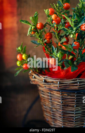 Winter cherry / Solanum Stock Photo