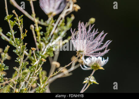 Feathery seed structure of Apache Plume, Fallugia paradoxa in Organ Mountains–Desert Peaks National Monument, New Mexico, USA Stock Photo