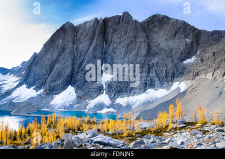 Alpine larch in autumn at the Rockwall, Floe Lake, Kootenay National Park, British Columbia, Canada Stock Photo