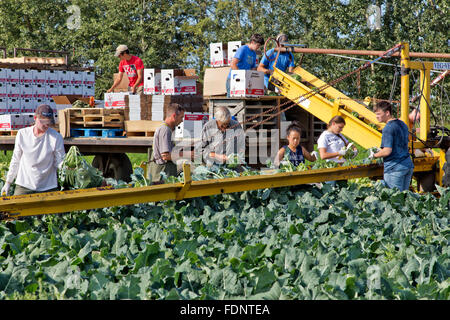 Farmer with family, crew harvesting broccoli crowns, packing & stacking boxes. Stock Photo