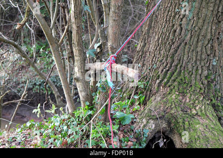 Bushcrafter tying rope to tree bark in forest stock photo