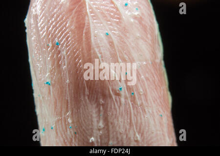 Close up of microbeads from a exfoliating face scrub on a finger tip Stock Photo
