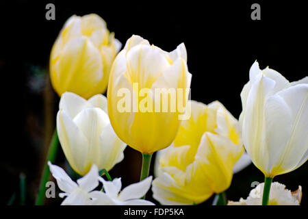 Tulip blooms cream white yellow and narcissus flowers garden Ireland Stock Photo