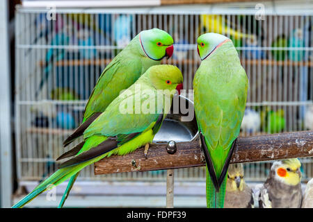 Colourful Exotic Birds For Sale At The Bird Market In Souk Waqif, Doha, Qatar Stock Photo