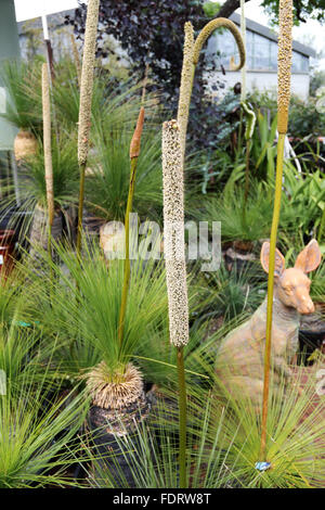 Powderbark Tree Grass trees (Xanthorrhoea) with black trunks in native forest with ...