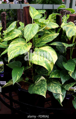 Epipremnum aureum or known as Devil's ivy growing in a pot Stock Photo