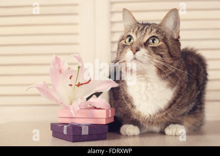 Cute brown striped cat with holiday gifts and flowerson wooden background Stock Photo