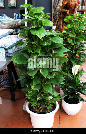 Epipremnum aureum or known as Devil's ivy growing in a pot Stock Photo