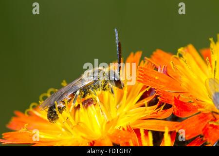 Common Furrow-bee (Lasioglossum calceatum) adult male feeding on Orange Hawkweed (Pilosella aurantiaca) flowers. Powys, Wales. Stock Photo