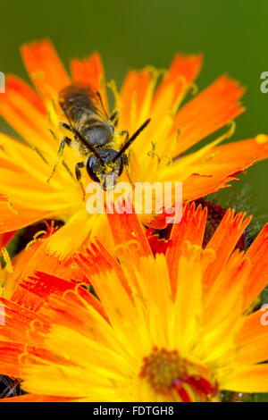 Common Furrow-bee (Lasioglossum calceatum) adult male feeding on Orange Hawkweed (Pilosella aurantiaca) flowers. Powys, Wales. Stock Photo