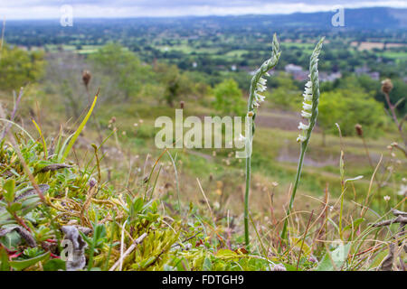 Autumn Lady's-tresses (Spiranthes spiralis) flowering, in limestone grassland. Llanymynech Hill, Powys, Wales. August. Stock Photo