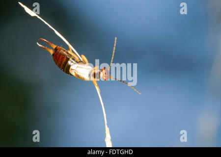 Common Earwig (Forficula auricularia) adult female on a grass stalk. Powys, Wales. September. Stock Photo