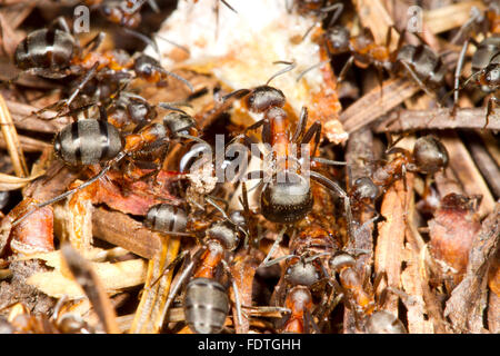 Hairy Wood ant (Formica lugubis) workers on a nest mound. Shropshire, England. September. Stock Photo