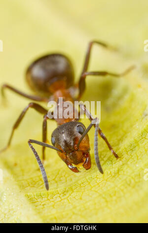 Hairy Wood ant (Formica lugubis) adult worker on a leaf. Shropshire, England. September. Stock Photo