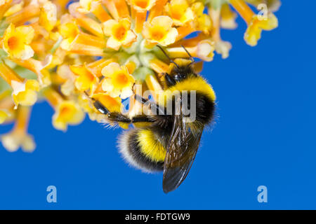 Garden Bumblebee (Bombus hortorum) adult male feeding on Buddleia (Buddleja X weyeriana) flowers in a garden. Powys, Wales. Stock Photo