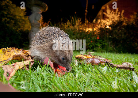 European Hedgehog (Erinaceus europaeus) wild adult, feeding on a garden lawn at night. Powys, Wales. September. Stock Photo