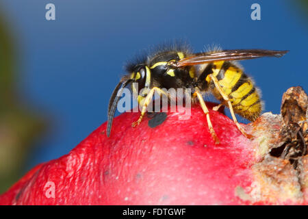 Common wasp (Vespula vulgaris) adult worker, feeding on a damaged apple (Malus domestica) in an Organic orchard. Powys, Wales. Stock Photo