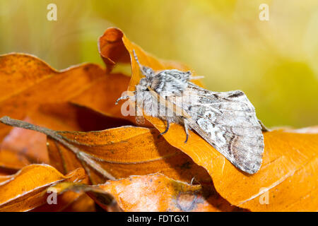 Figure of Eight (Diloba caeruleocephala) adult moth resting amongst fallen leaves in Autumn. Powys, Wales. October. Stock Photo