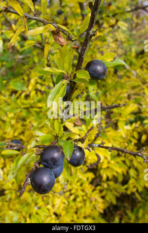 Blackthorn (Prunus spinosa) close-up of leaves and berries, growing in a hedge in autumn. Powys, Wales. October. Stock Photo