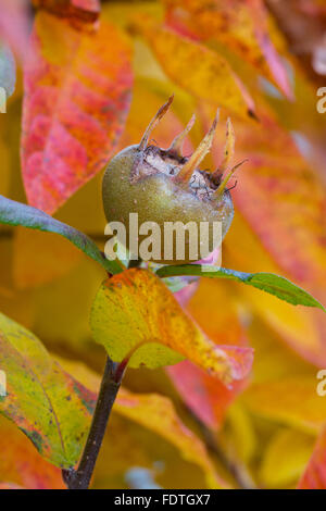 Medlar (Mespilus germanica) close-up of fruit, in a garden. Powys, Wales. October. Stock Photo