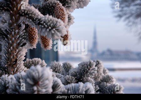 Christmas tree with brown cones in hoarfrost against the background a panorama of Riga on a sunny winter day Stock Photo