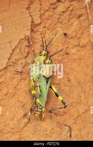 Zonocerus variegatus: Two African Variegated Grasshoppers mating Stock Photo