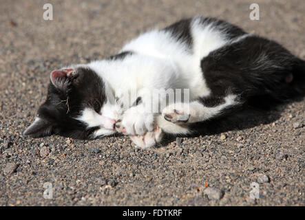 Graditz, Germany, cat schnuppet on its hind paw Stock Photo