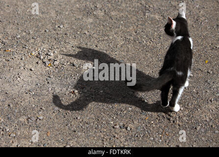 Graditz, Germany, cat casts a shadow on the ground Stock Photo