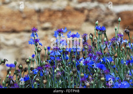 Cornflowers. Wild Blue Flowers Blooming. Closeup Image. Soft Focus Stock Photo