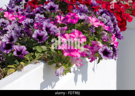 Beautiful floral arrangement, a sunny day in backlit. Selective focus, as a background for any advertising, compositions for the production Stock Photo