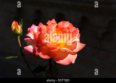 Beautiful delicate rose in backlight on a dark background. Selective focus and space in the zone blurring compositions Stock Photo