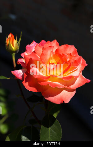 Beautiful delicate rose in backlight on a dark background. Selective focus and space in the zone blurring compositions Stock Photo