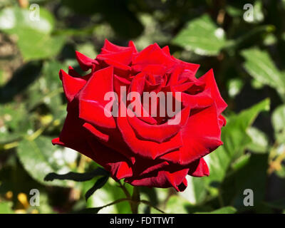 Beautiful delicate rose in back light on a dark background. Selective focus and space in the zone blurring compositions for the production of advertis Stock Photo