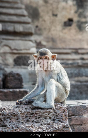 Lop Buri, Phra Prang Sam Yot monkey temple Stock Photo