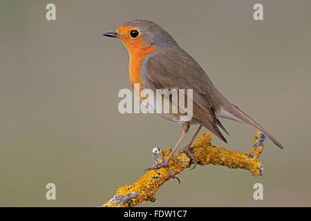 European Robin perched on a lichen covered branch in Spain Stock Photo