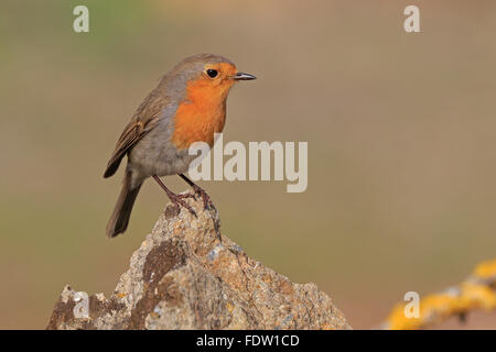 European Robin on lichen covered rock in Spain Stock Photo