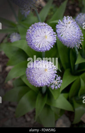 Purple flowers Scilla peruviana Peruvian Lily, Spain. Stock Photo