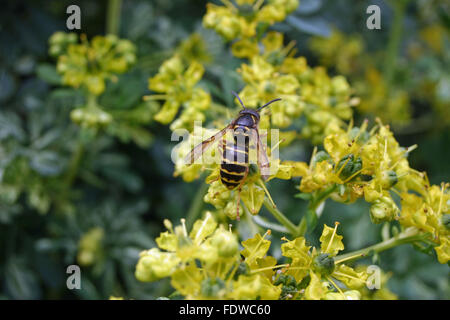 Social wasp which looks like the median wasp, Dolichovespula media, feeding on a flower Stock Photo