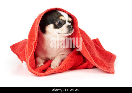 Chihuahua in red towel isolated on white Stock Photo