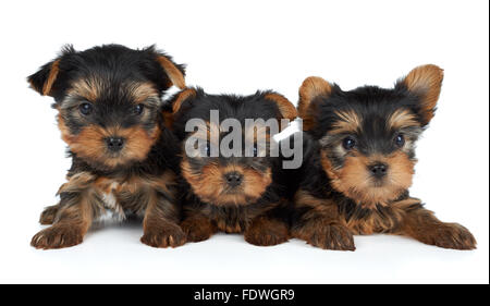 Three puppies of the Yorkshire Terrier on white Stock Photo